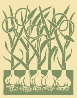 Cady-Garlic Harvest(C)