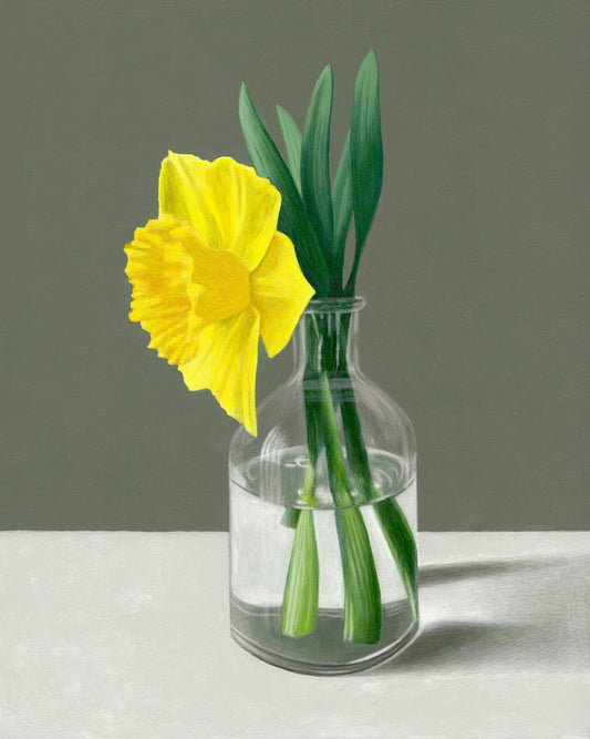 Daffodil (C)